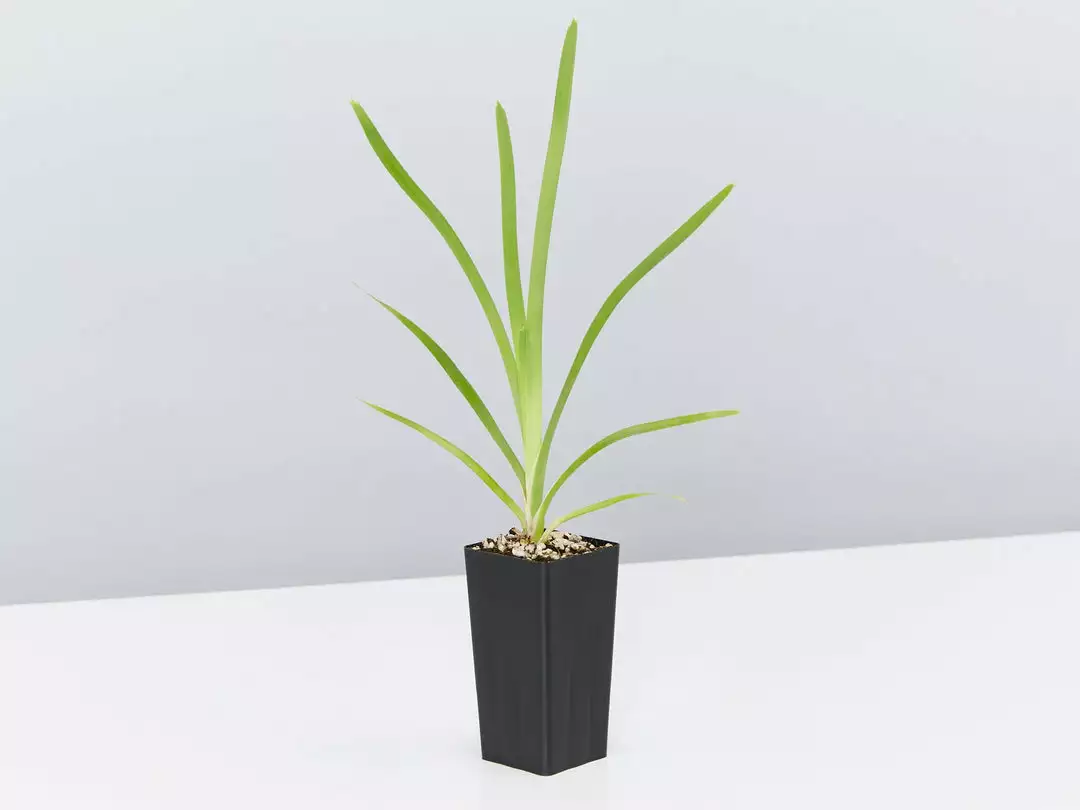 Shrubs Lomandra Longifolia Mat Rush 5 Shrubs Lomandra Longifolia Mat Rush