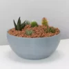 Plants In A Box Full Sun LECA + Large Cactus Bowl Kit