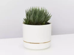 Succulents The Succulent Planter + LECA And Soil Bag