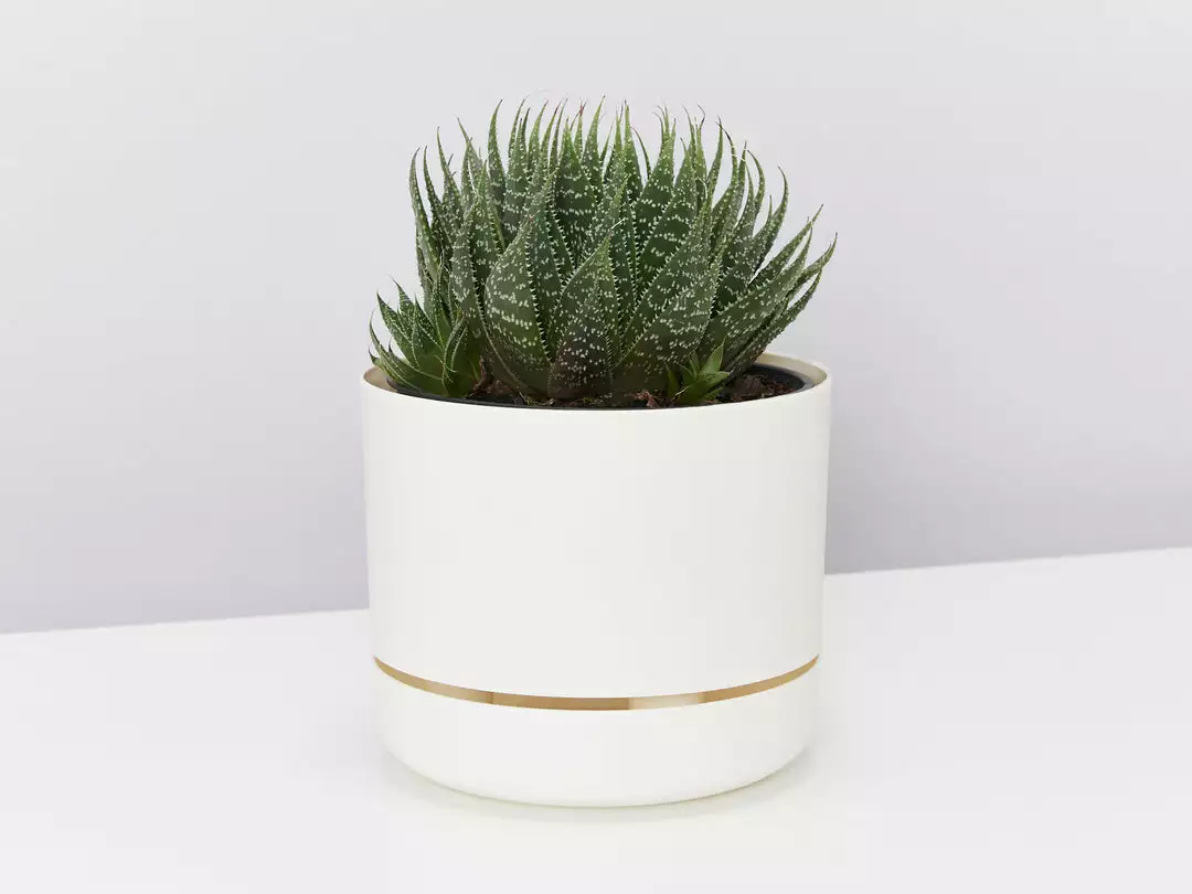 Succulents The Succulent Planter + LECA And Soil Bag 4 Succulents The Succulent Planter + LECA And Soil Bag