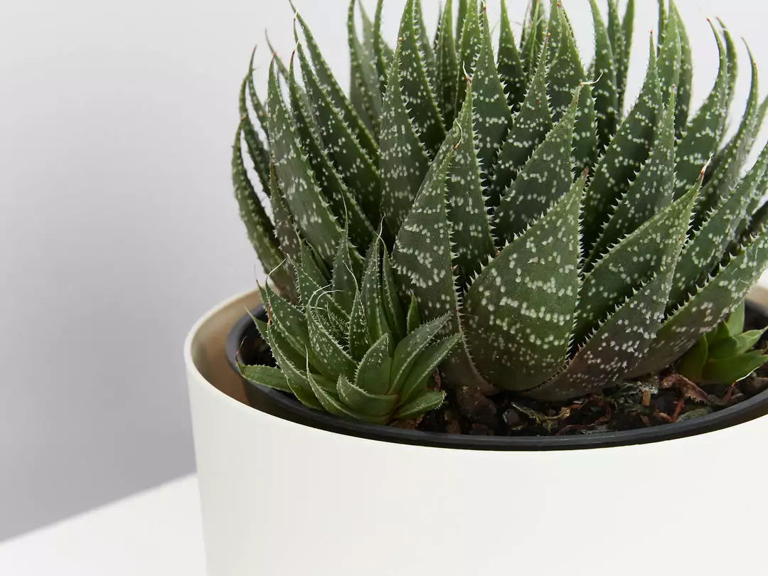 Succulents The Succulent Planter + LECA And Soil Bag 6 Succulents The Succulent Planter + LECA And Soil Bag