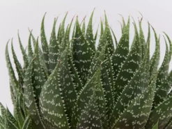 Succulents The Succulent Planter + LECA And Soil Bag 19 Succulents The Succulent Planter + LECA And Soil Bag