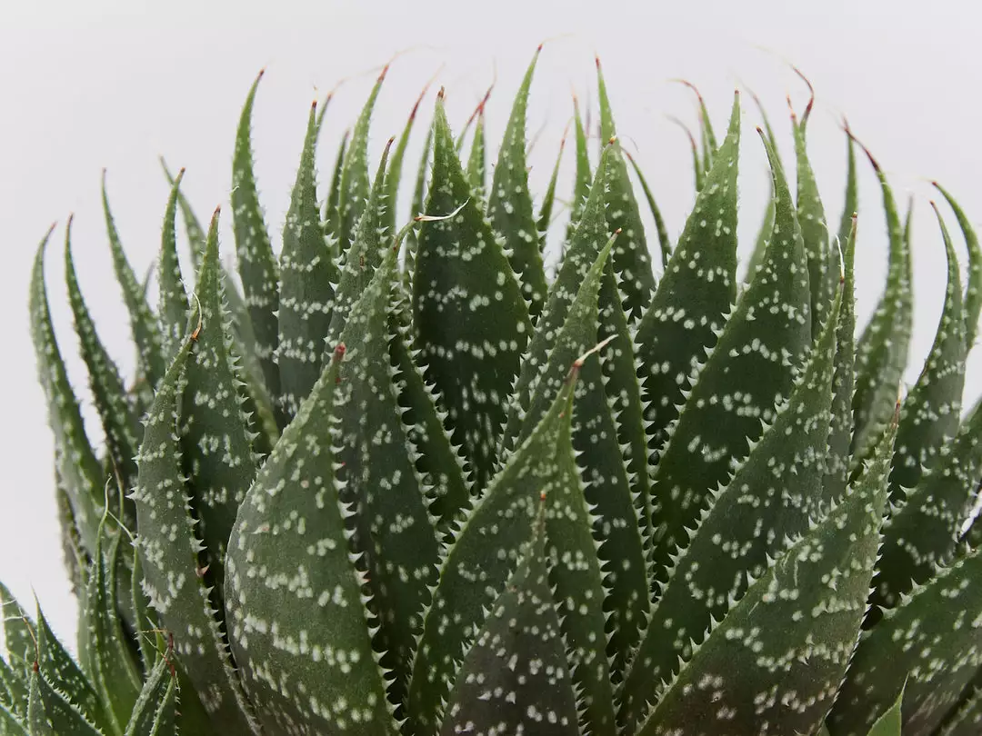 Succulents The Succulent Planter + LECA And Soil Bag 5 Succulents The Succulent Planter + LECA And Soil Bag