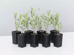 Shrubs Lavender Frenchette “Lavandula Dentata” Border Plants