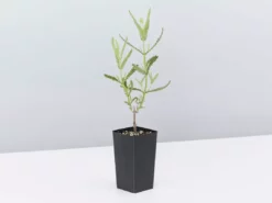 Shrubs Lavender Frenchette “Lavandula Dentata” Border Plants