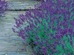 Shrubs Border Plants Lavender Munstead Dwarf