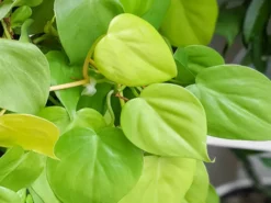 Indoor Garden Philodendron Hederaceum Lemon Lime
