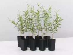 Shrubs Leptospermum Brachyandrum Silver