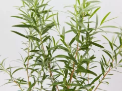 Shrubs Leptospermum Brachyandrum Silver