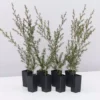 Shrubs Hedging Plants Leptospermum Scoparium Burgundy Queen