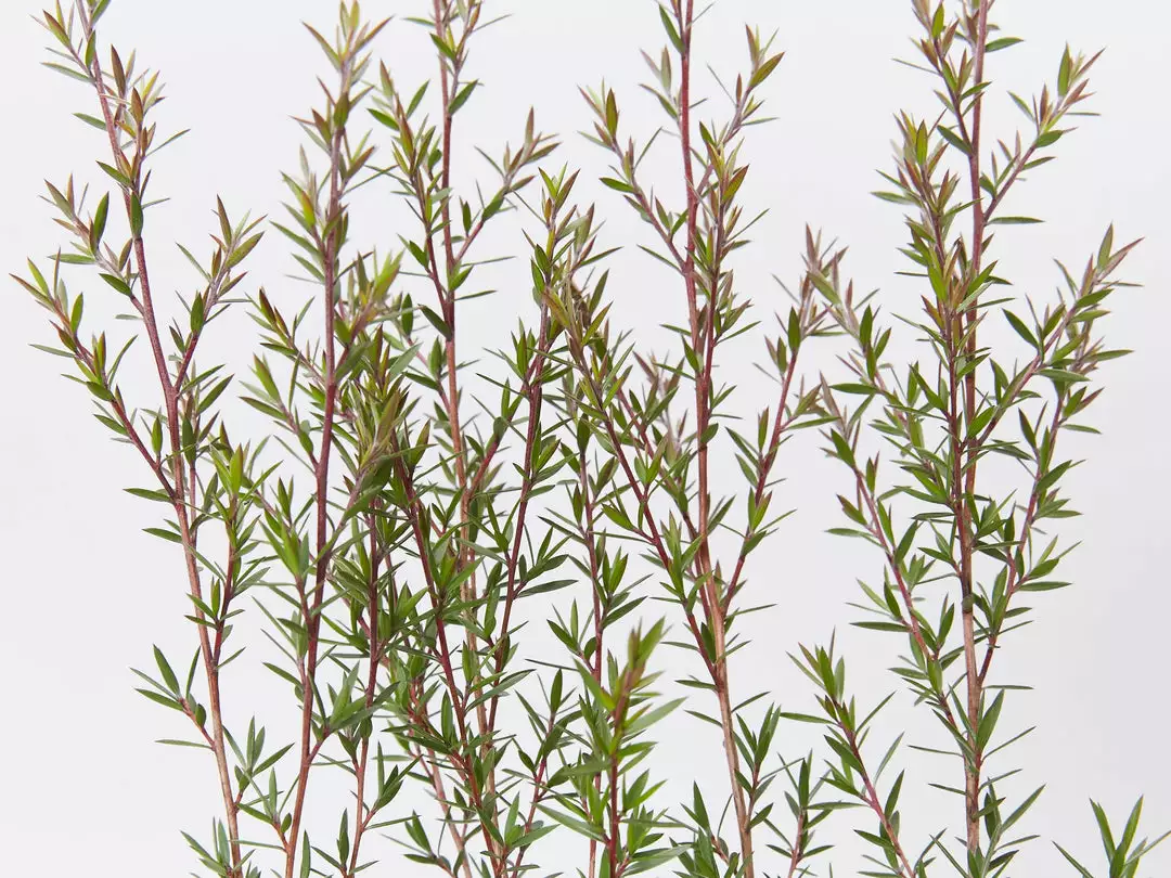 Shrubs Hedging Plants Leptospermum Scoparium Burgundy Queen 7 Shrubs Hedging Plants Leptospermum Scoparium Burgundy Queen