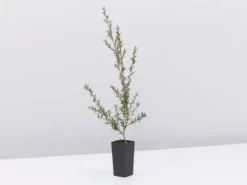 Shrubs Hedging Plants Leptospermum Scoparium Burgundy Queen 10 Shrubs Hedging Plants Leptospermum Scoparium Burgundy Queen