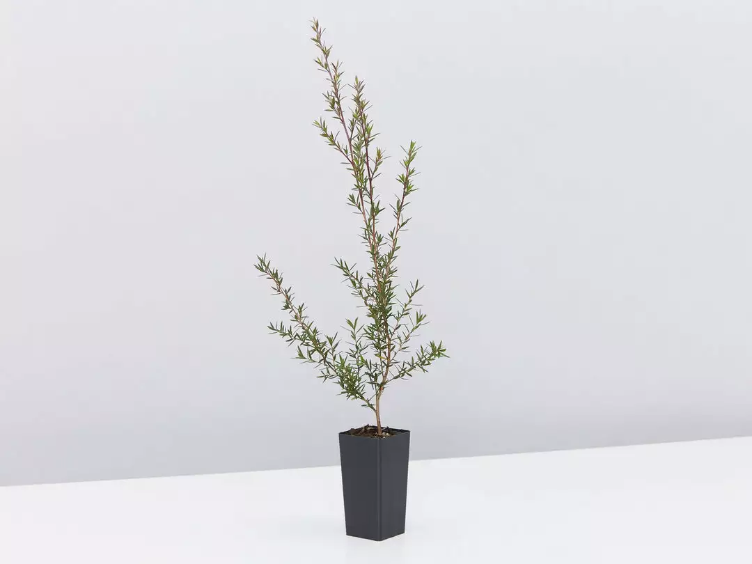 Shrubs Hedging Plants Leptospermum Scoparium Burgundy Queen 5 Shrubs Hedging Plants Leptospermum Scoparium Burgundy Queen