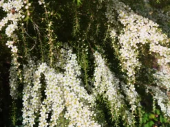 Shrubs Leptospermum Cardwell Hedging Plants
