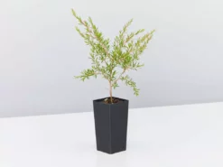 Shrubs Leptospermum Cardwell Hedging Plants