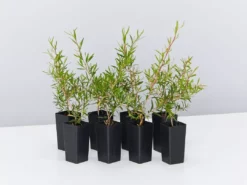 Shrubs Leptospermum Lemon Frost