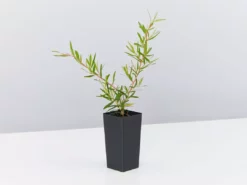 Shrubs The Edible Plants Pack