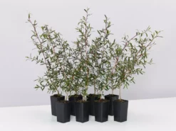 Shrubs Leptospermum Morrisonii