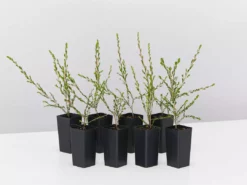Shrubs Leptospermum Liversidgei Mozzie Blocker Hedging Plants