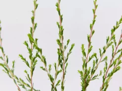 Shrubs Leptospermum Liversidgei Mozzie Blocker Hedging Plants