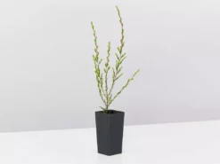 Shrubs Leptospermum Liversidgei Mozzie Blocker Hedging Plants