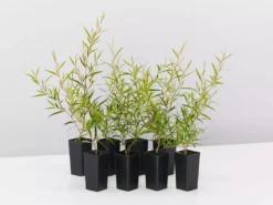 Shrubs Leptospermum Petersonii Lemon Hedge