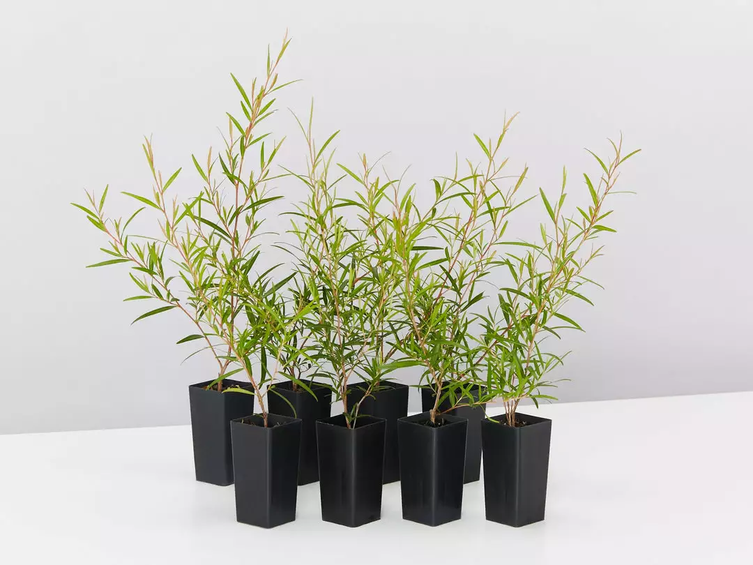 Shrubs Leptospermum Petersonii Lemon Hedge 3 Shrubs Leptospermum Petersonii Lemon Hedge