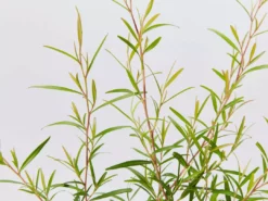 Shrubs Leptospermum Petersonii Lemon Hedge