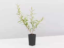 Shrubs Leptospermum Petersonii Lemon Hedge 9 Shrubs Leptospermum Petersonii Lemon Hedge