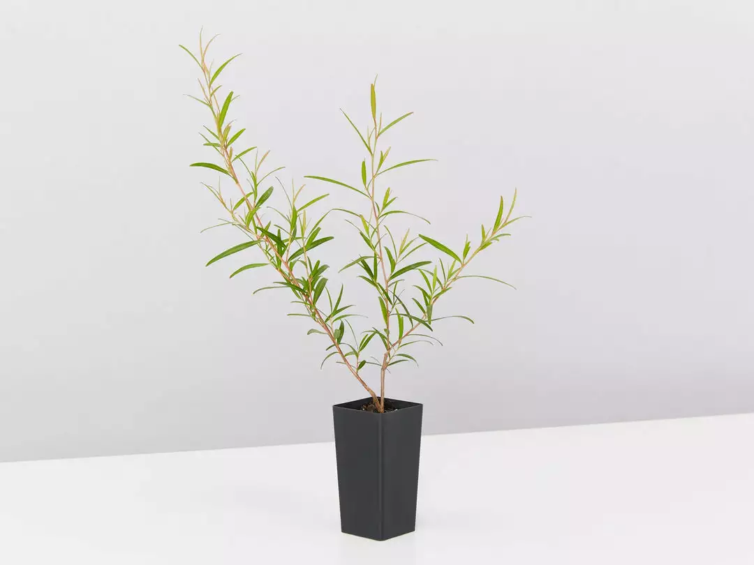 Shrubs Leptospermum Petersonii Lemon Hedge 5 Shrubs Leptospermum Petersonii Lemon Hedge