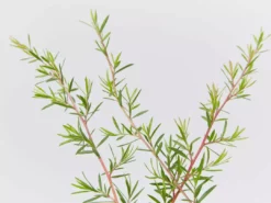 Shrubs Leptospermum Pink Cascade 8 Shrubs Leptospermum Pink Cascade