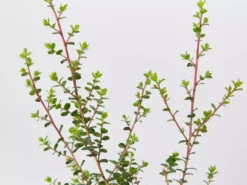 Shrubs Leptospermum Rotundifolium Lavender Queen