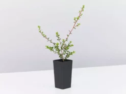 Shrubs Leptospermum Rotundifolium Lavender Queen