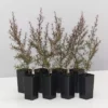 Shrubs Leptospermum Rubrum Nanum Hedging Plants