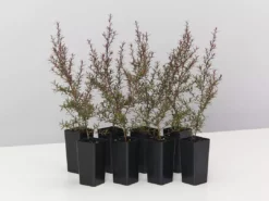 Shrubs Leptospermum Rubrum Nanum Hedging Plants