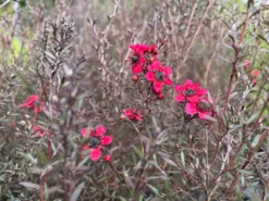 Shrubs Hedging Plants Leptospermum Scoparium Burgundy Queen