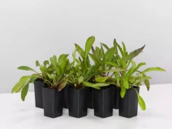 Shrubs Leucanthemum Superbum Border Plants