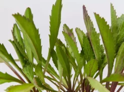 Shrubs Leucanthemum Superbum Border Plants
