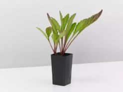 Shrubs Leucanthemum Superbum Border Plants