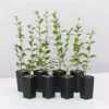 Hedge Ligustrum Undulatum Box-leaved Privet Evergreen Hedging Pack Hedging Plants