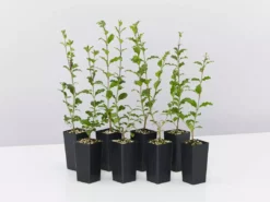 Hedge Ligustrum Undulatum Box-leaved Privet Evergreen Hedging Pack Hedging Plants