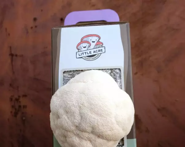 Little Acre Gourmet Mushrooms Lion's Mane Mushroom Grow Kit Gift Kits 6 Little Acre Gourmet Mushrooms Lion's Mane Mushroom Grow Kit Gift Kits