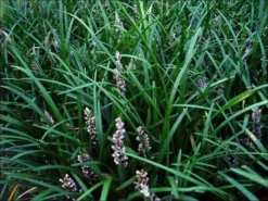 Shrubs Full Sun Liriope Muscari Big Blue