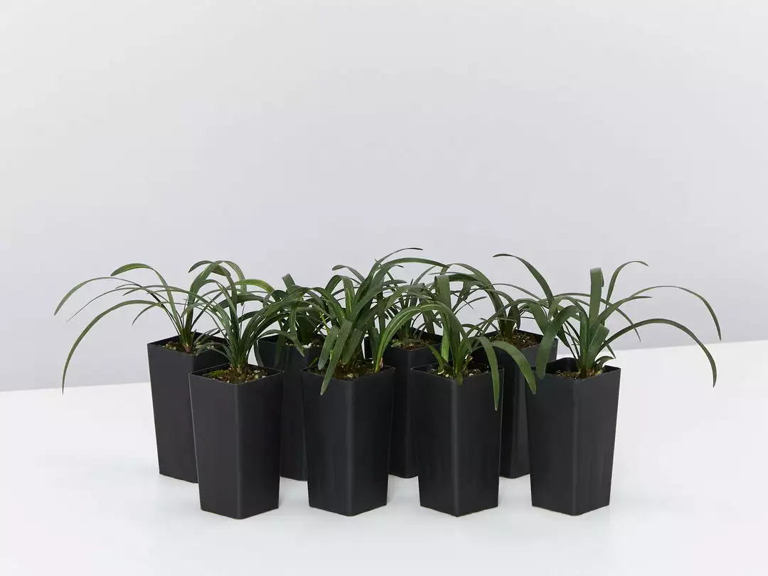Liriope Amethyst™ Ozbreed Full Sun 3 Liriope Amethyst™ Ozbreed Full Sun