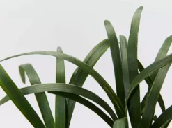 Liriope Amethyst™ Ozbreed Full Sun 10 Liriope Amethyst™ Ozbreed Full Sun