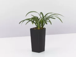 Liriope Amethyst™ Ozbreed Full Sun 9 Liriope Amethyst™ Ozbreed Full Sun