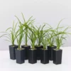 Shrubs Border Plants Liriope Evergreen Giant Plant (Grass-Like) Packs