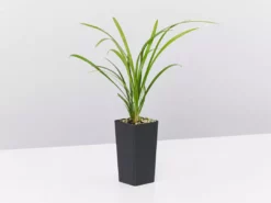 Shrubs A Full Sun - Totally Minimal Effort Garden Pack