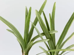 Ozbreed Pink Pearl™ Liriope Muscari ‘VS001’