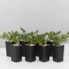 Plants In A Box Lithodora Diffusa 'Grace Ward'